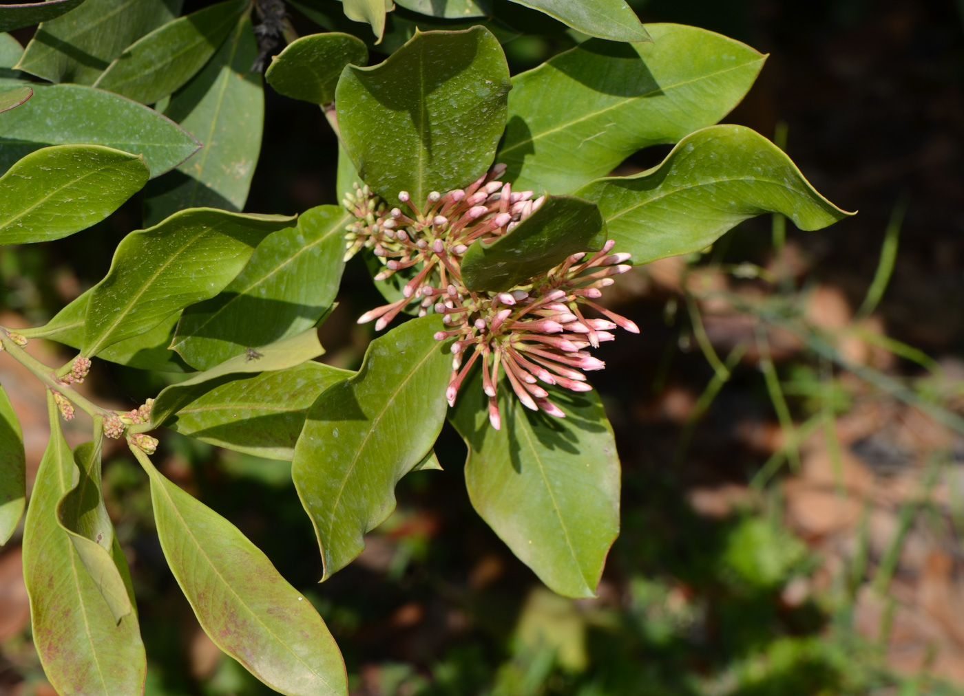 Image of Acokanthera oblongifolia specimen.