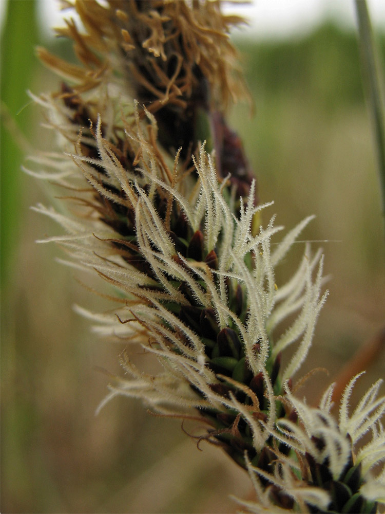 Изображение особи Carex trinervis.