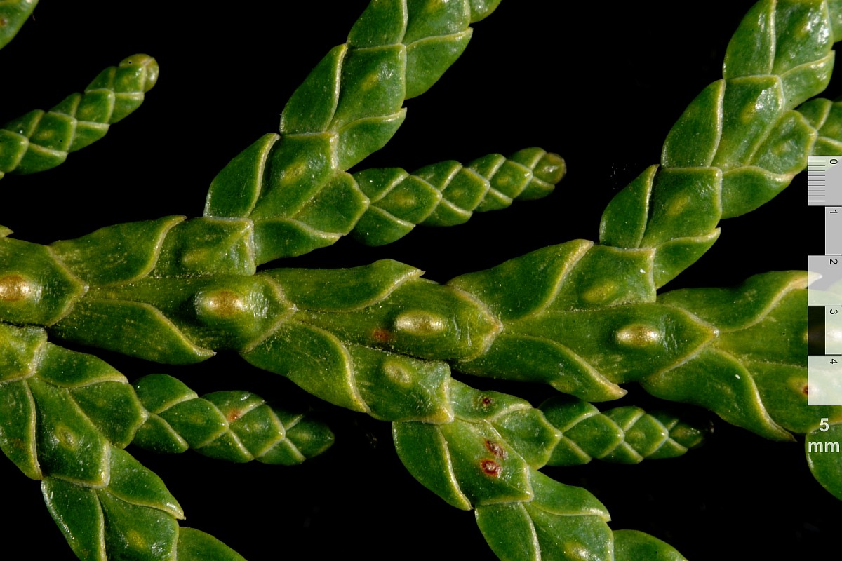 Image of Thuja occidentalis specimen.