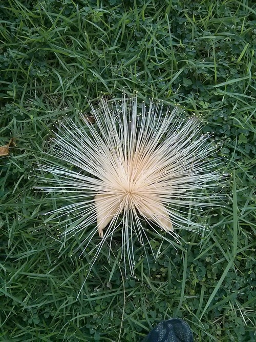 Image of Barringtonia asiatica specimen.