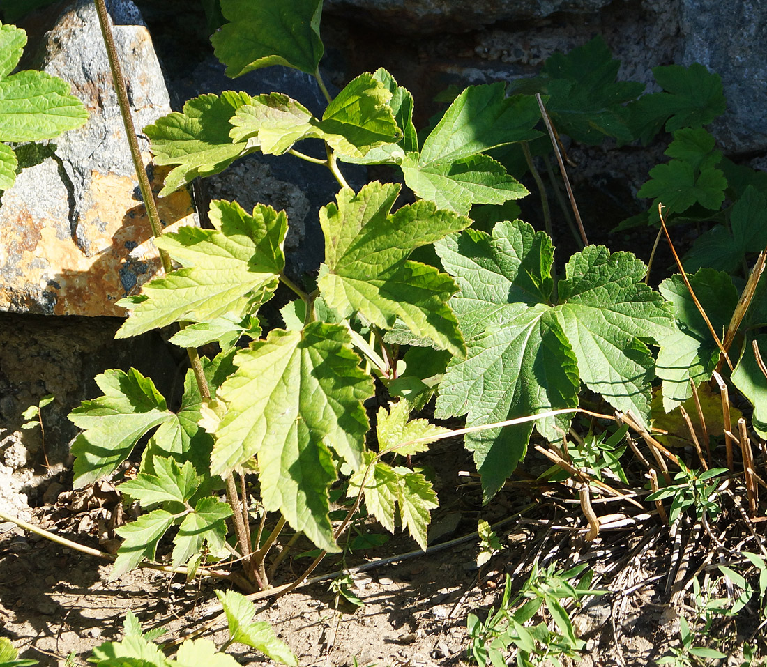 Image of Anemone hupehensis specimen.