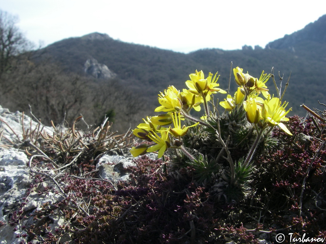 Image of Draba cuspidata specimen.