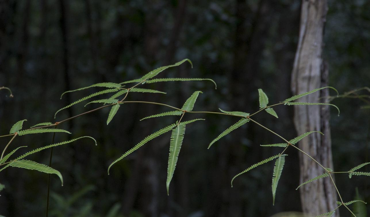 Изображение особи Dicranopteris linearis.