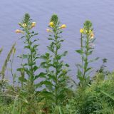 Oenothera villosa