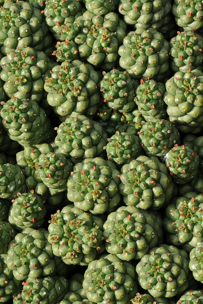 Image of Euphorbia clavarioides specimen.