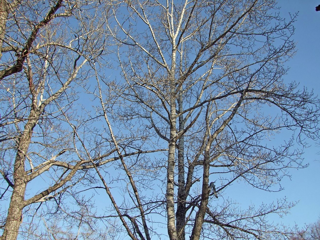 Image of Populus suaveolens specimen.