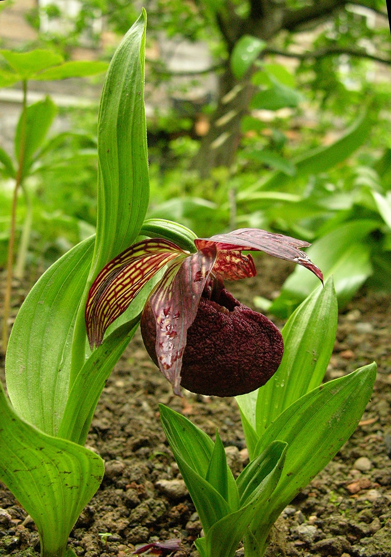 Image of Cypripedium tibeticum specimen.