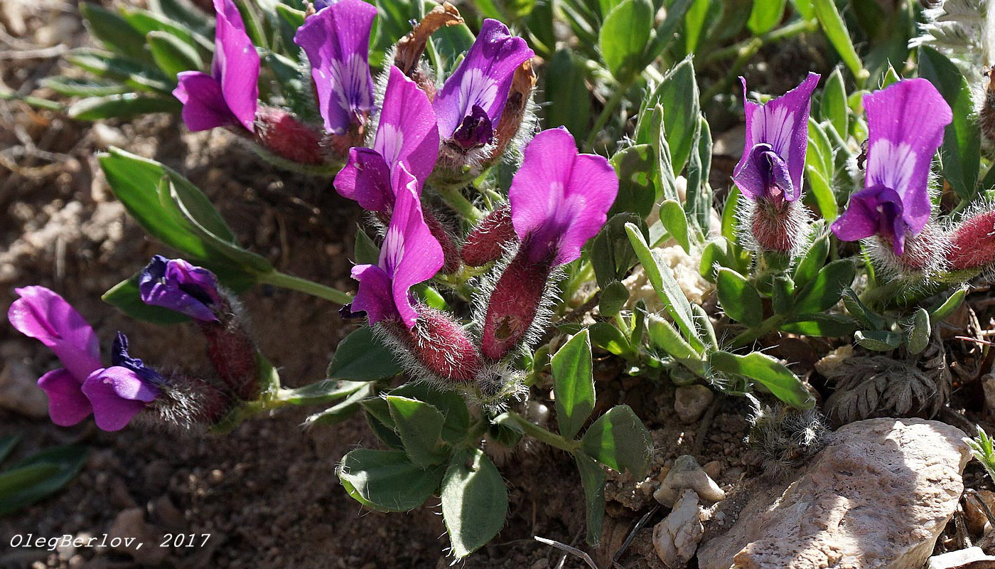 Изображение особи Oxytropis triphylla.