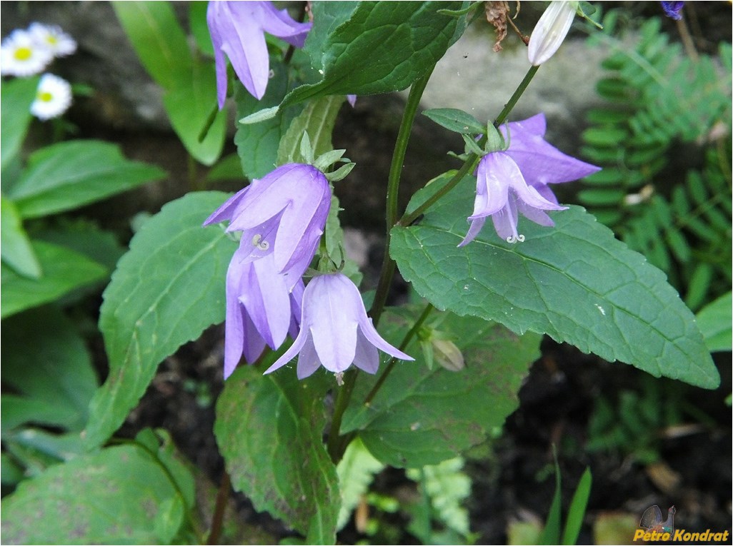 Image of Campanula rapunculoides specimen.