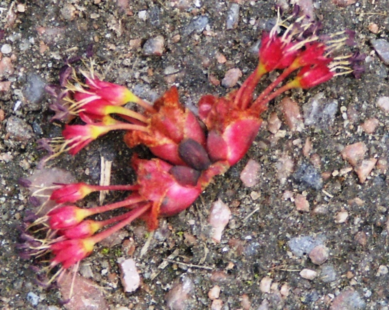 Image of Acer rubrum specimen.