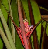Ananas lucidus. Листья и соцветие. Таиланд, о-в Пхукет, ботанический сад. 16.01.2017.