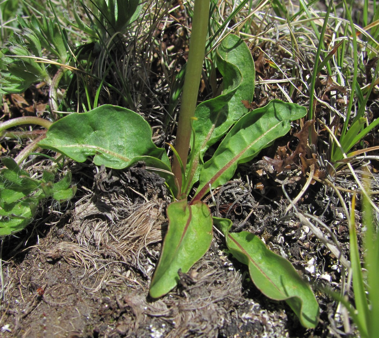 Image of Taraxacum stevenii specimen.