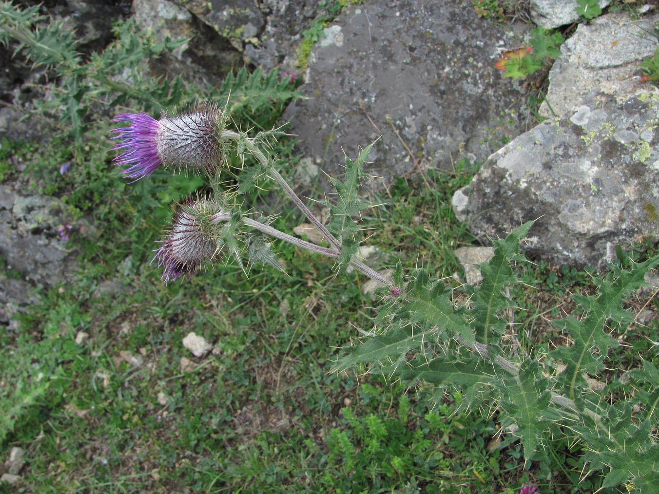 Изображение особи Cirsium erythrolepis.