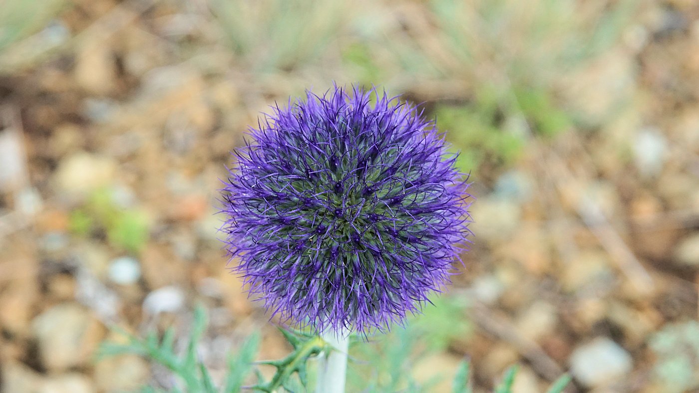 Изображение особи Echinops ruthenicus.