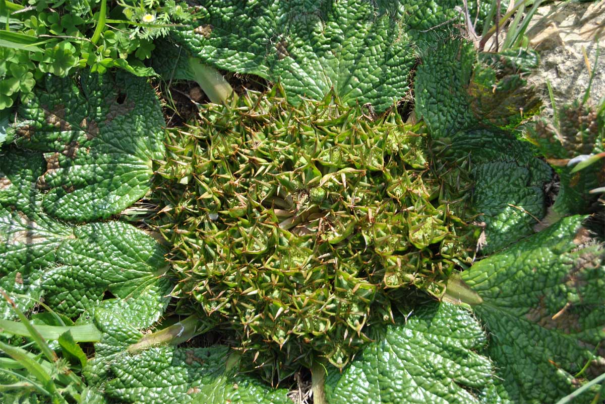 Image of Arctopus echinatus specimen.