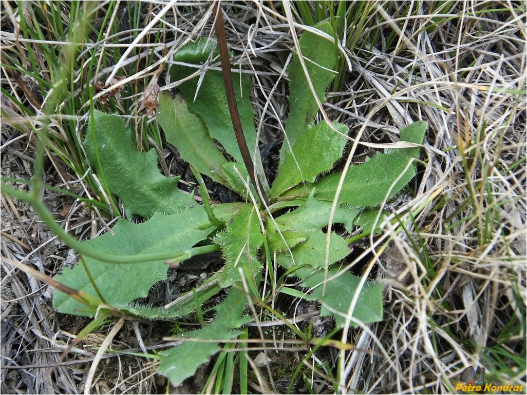 Image of Hypochaeris radicata specimen.