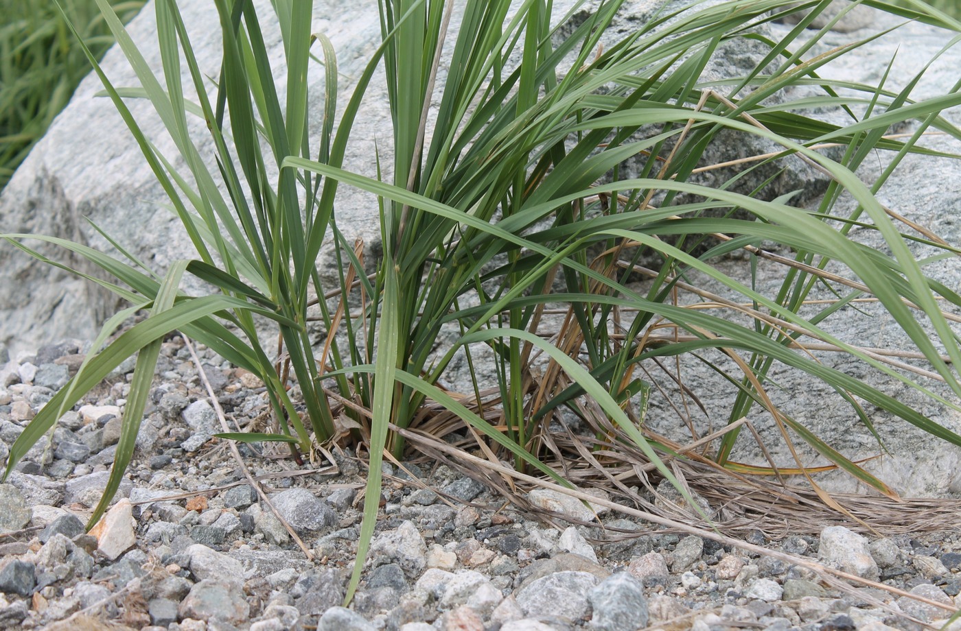 Изображение особи Calamagrostis balkharica.
