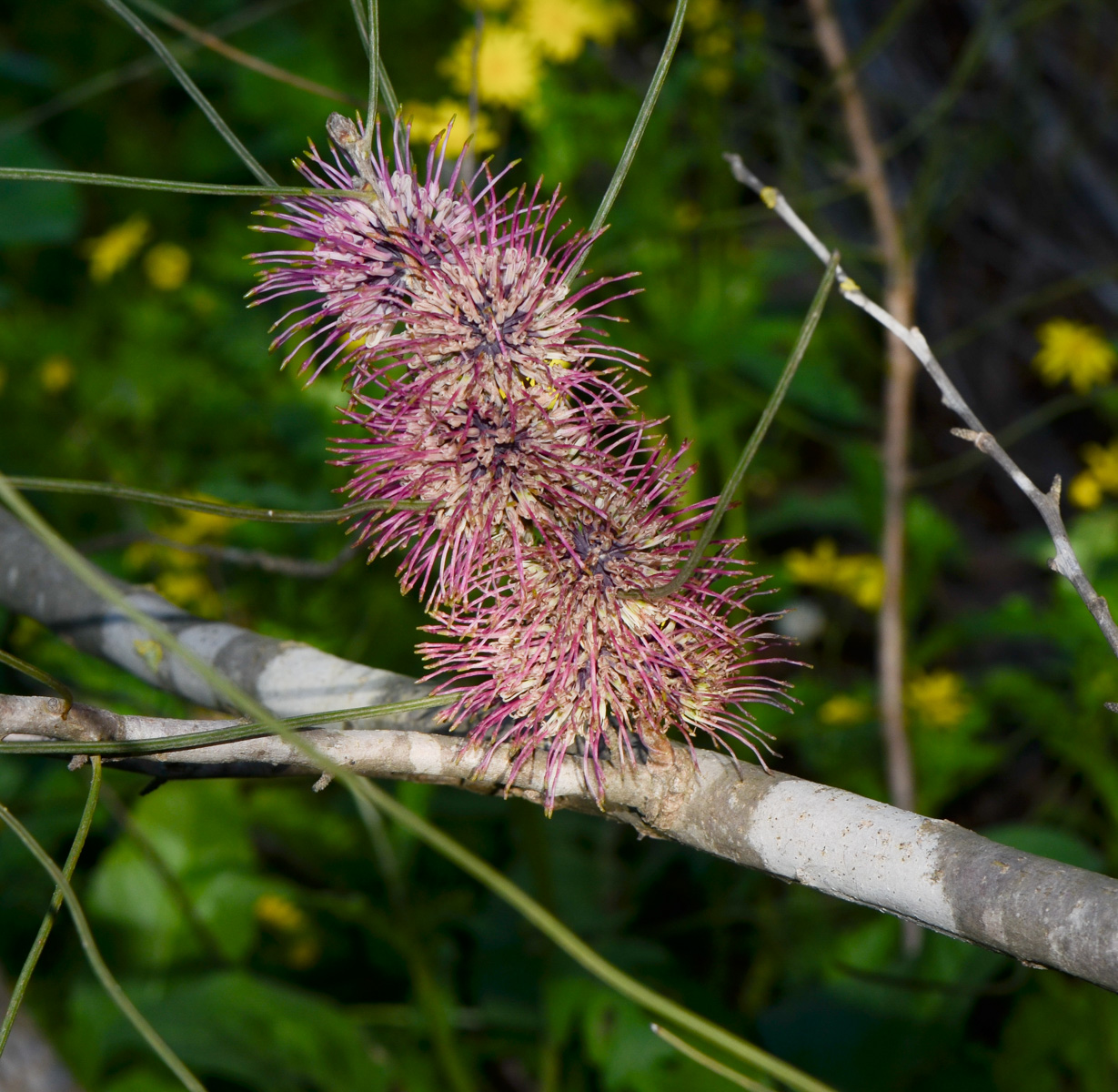 Image of Hakea scoparia specimen.