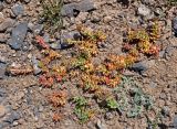 Rhodiola heterodonta. Отцветающие растения. Таджикистан, Фанские горы, перевал Талбас, ≈ 3500 м н.у.м., каменистый сухой склон. 01.08.2017.