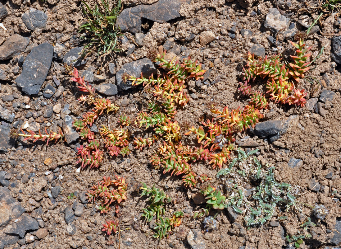 Изображение особи Rhodiola heterodonta.