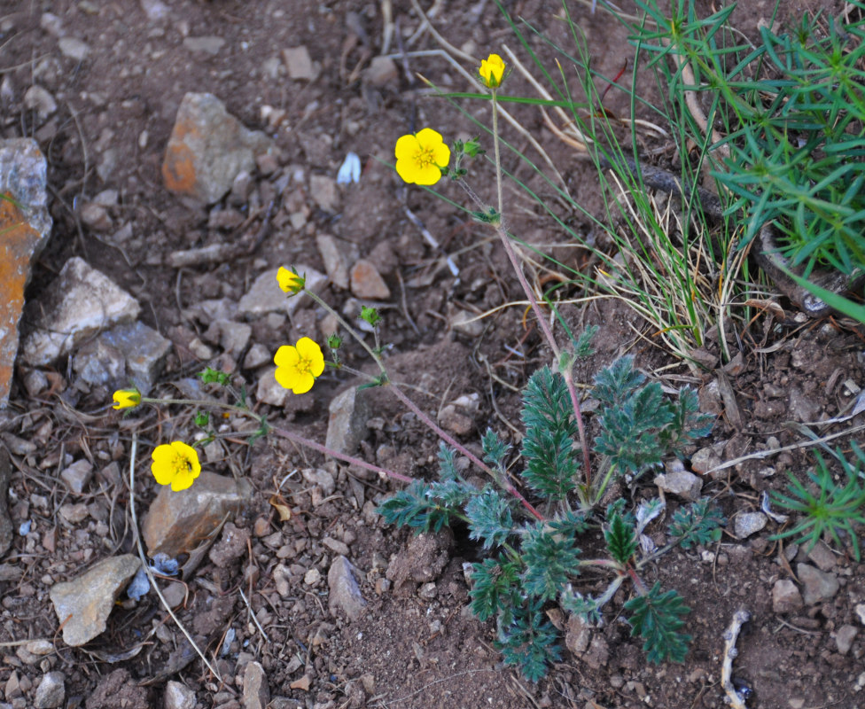 Image of Potentilla sericea specimen.