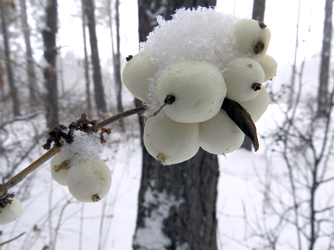 Image of Symphoricarpos albus var. laevigatus specimen.