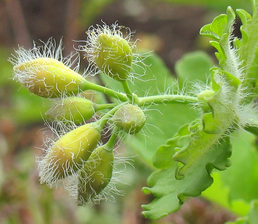 Image of Chelidonium majus specimen.