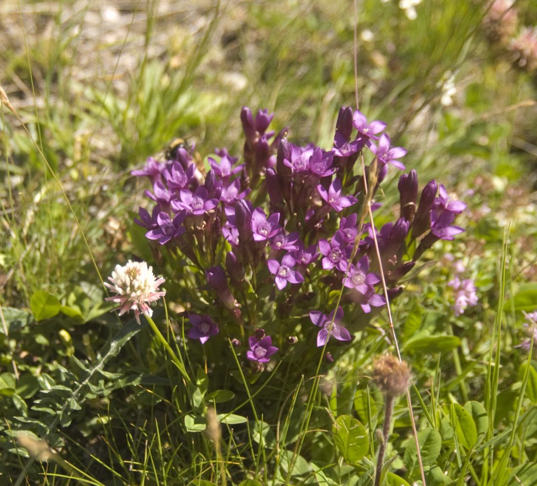 Image of Gentianella caucasea specimen.