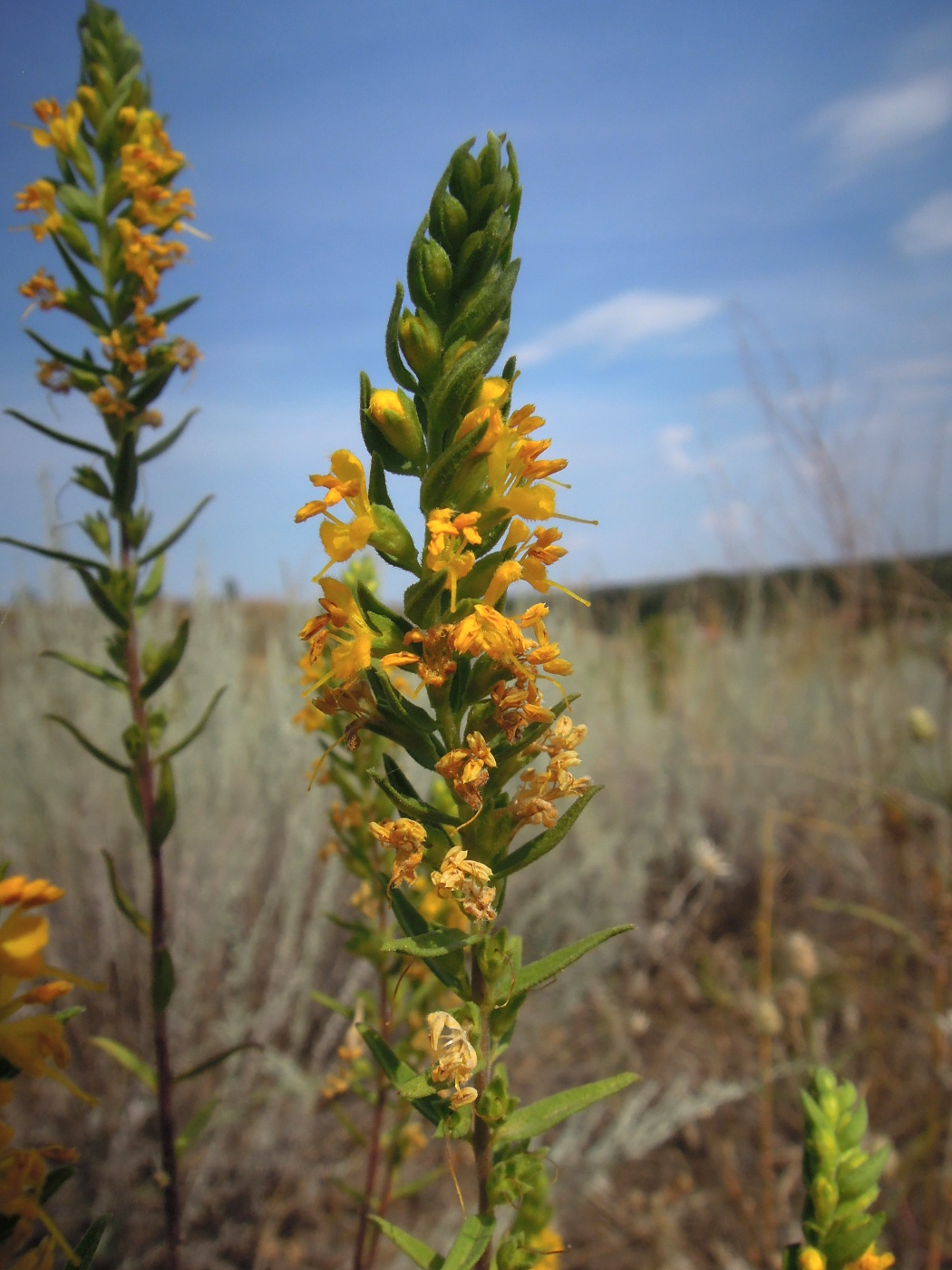 Image of Orthanthella lutea specimen.