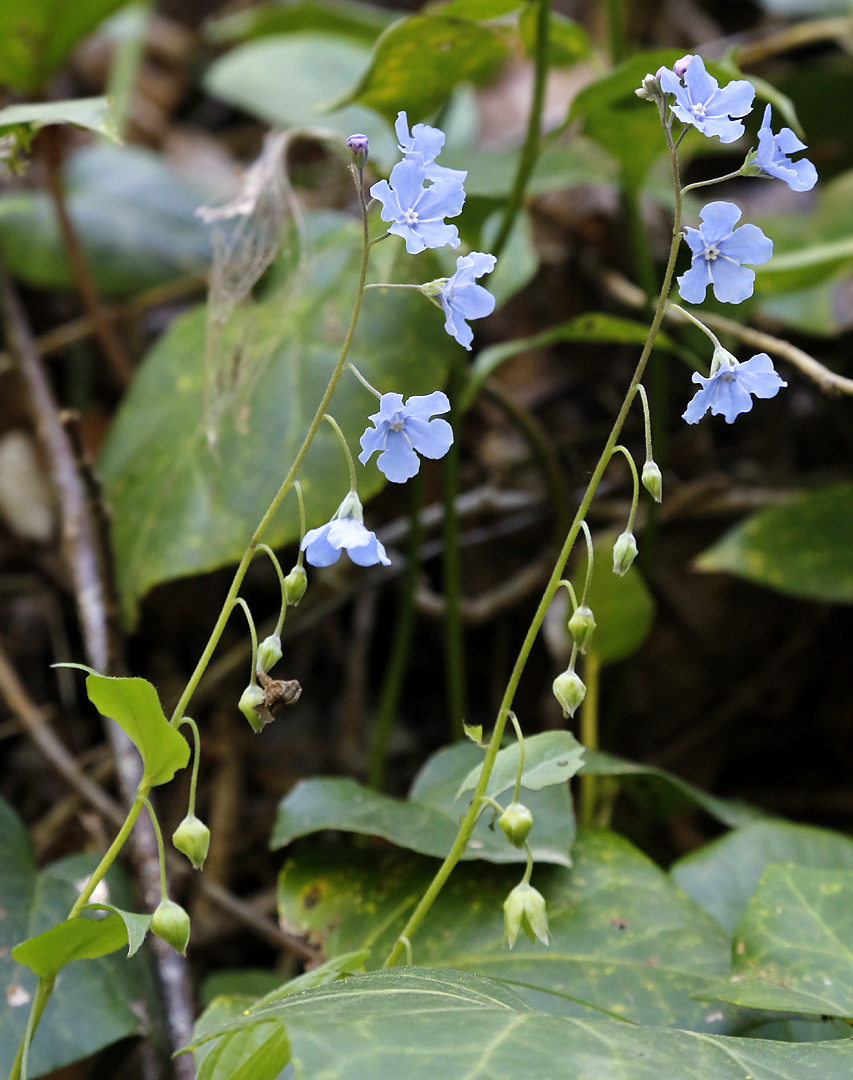 Image of Omphalodes cappadocica specimen.