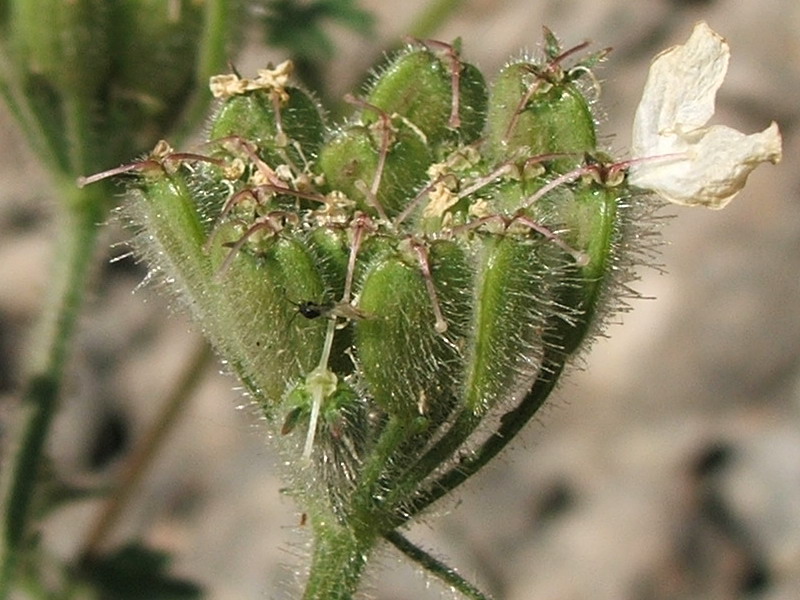 Изображение особи Heracleum ligusticifolium.