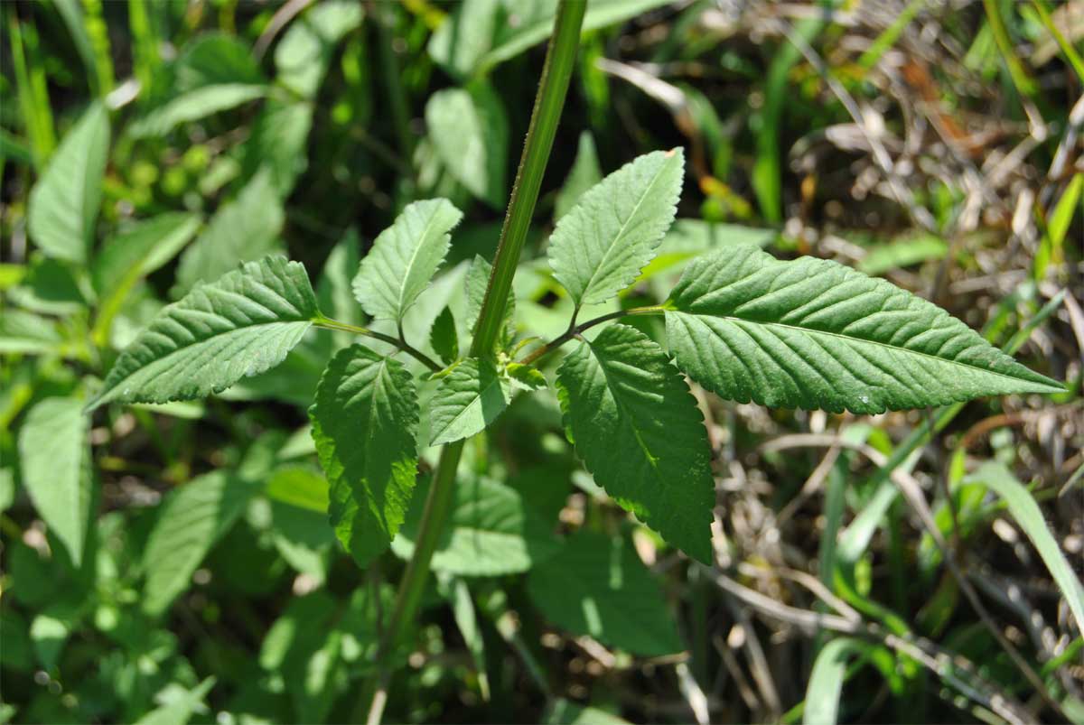 Изображение особи Bidens pilosa.