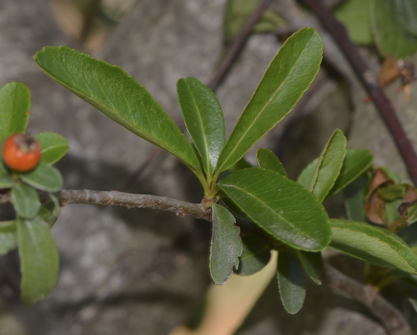 Image of Pyracantha rogersiana specimen.