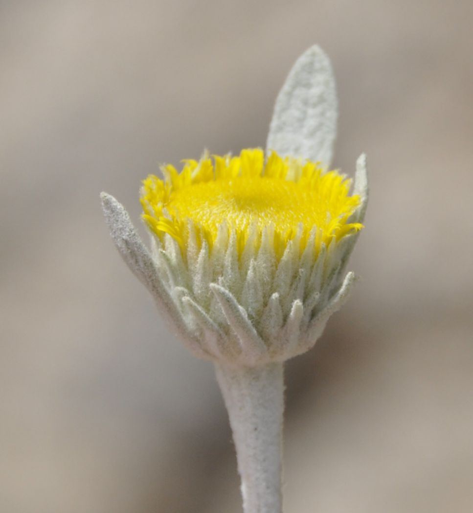 Image of Inula verbascifolia specimen.