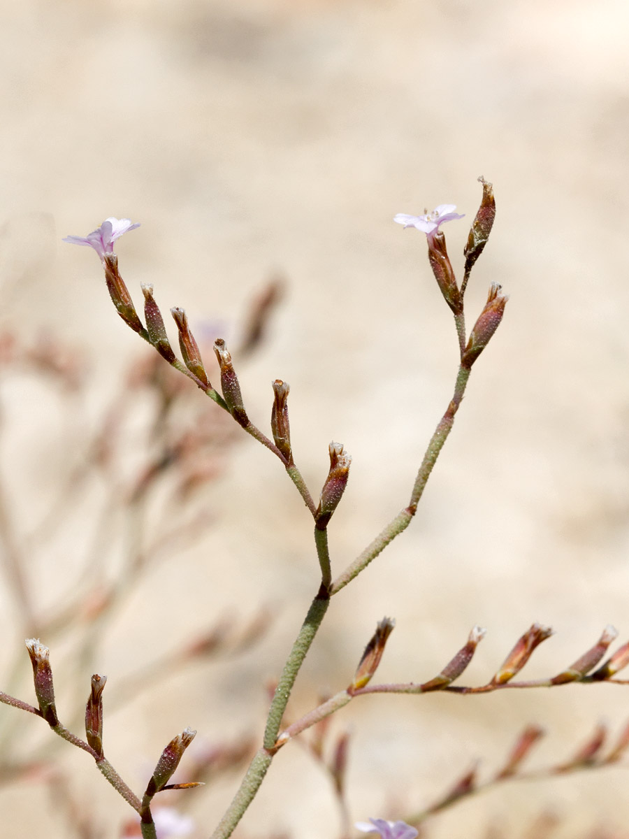 Изображение особи Limonium roridum.