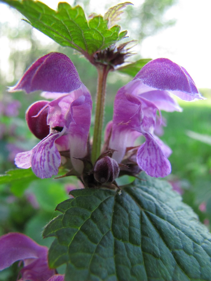 Image of Lamium maculatum specimen.