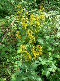 Solidago virgaurea. Верхняя часть цветущего растения. Республика Татарстан, окр. г. Набережные Челны, Белоусская часть НП «Нижняя Кама» (Челнинское лесничество), смешанный лес. 08.08.2015.