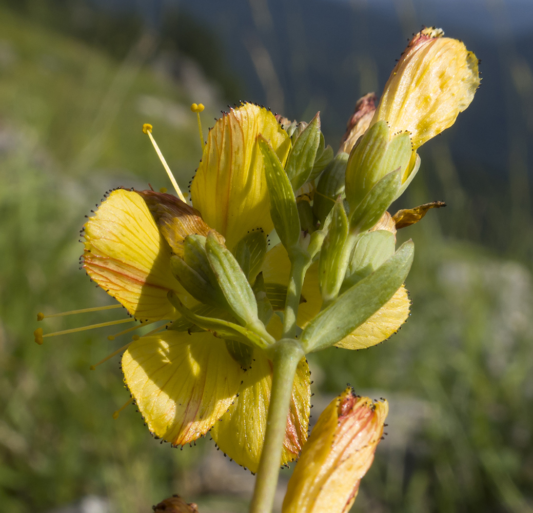 Image of Hypericum linarioides specimen.