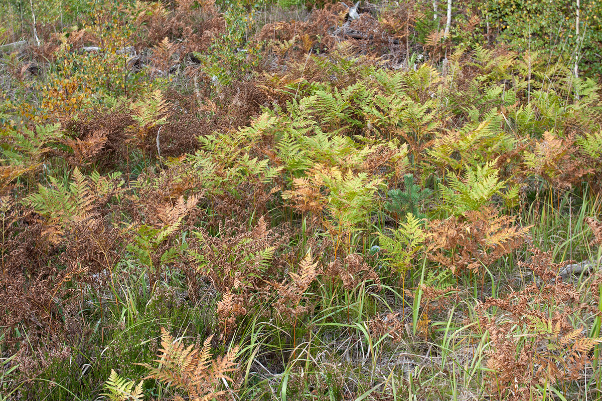 Image of Pteridium pinetorum specimen.