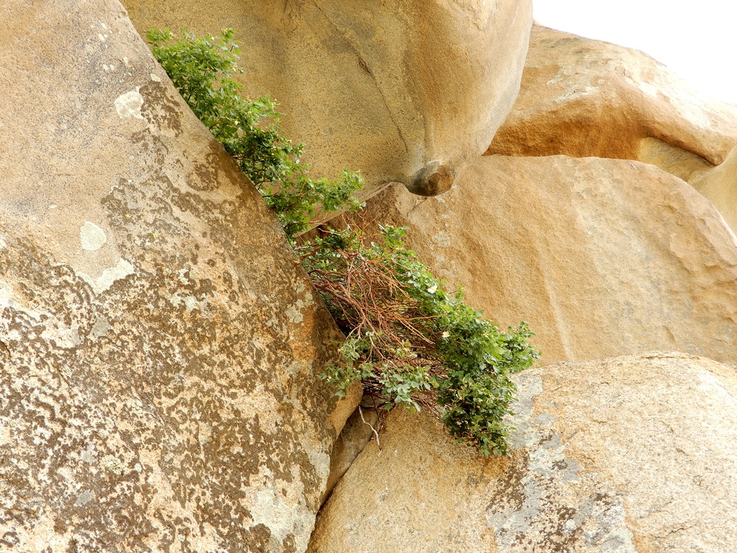 Image of Rosa laxa specimen.