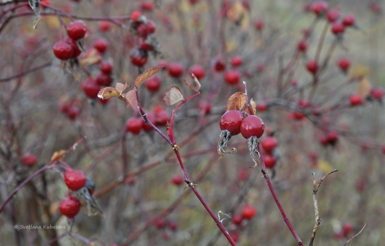 Изображение особи Rosa cinnamomea.