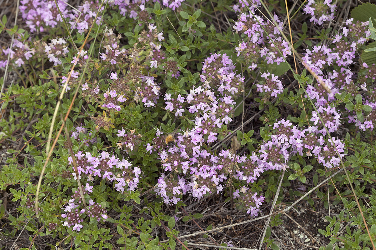 Изображение особи Thymus mongolicus.