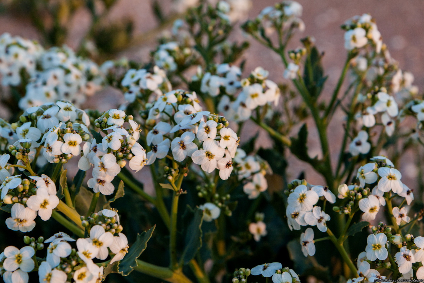 Image of Crambe maritima specimen.