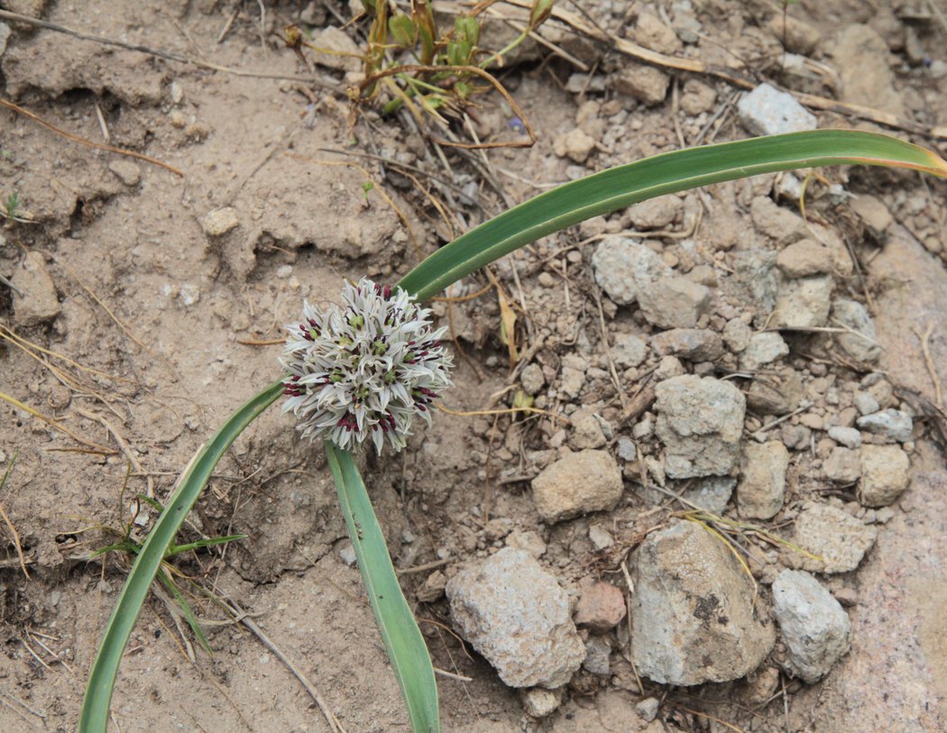 Изображение особи Allium leonidii.