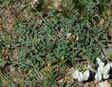 Astragalus macroceras
