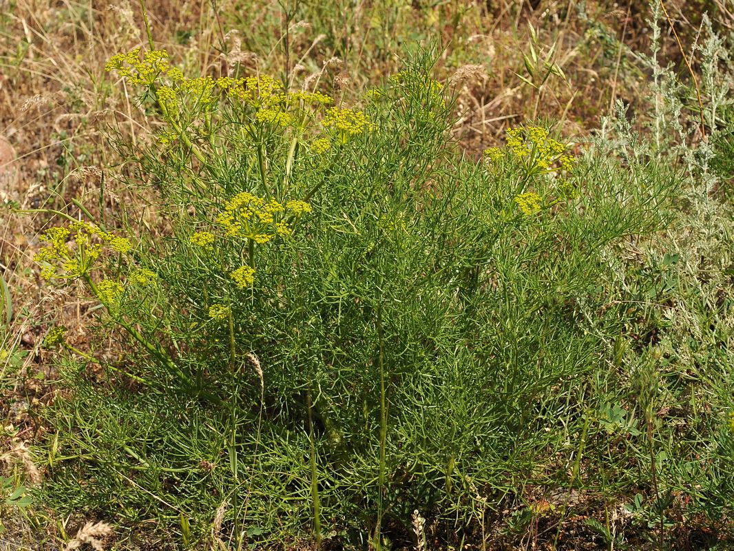 Image of Prangos ornata specimen.