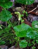 Arisarum vulgare