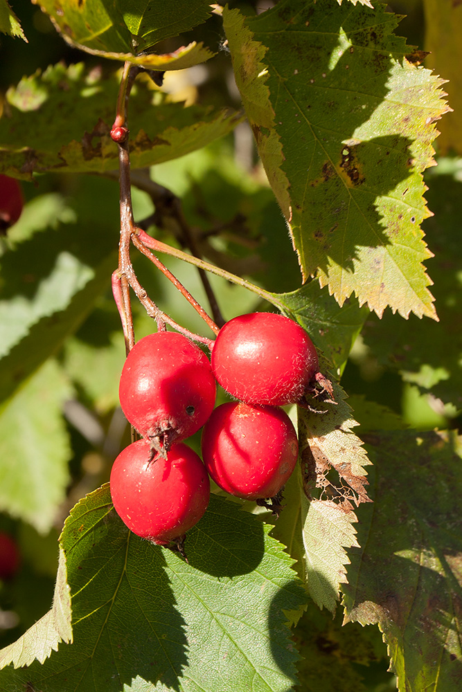 Image of Crataegus submollis specimen.