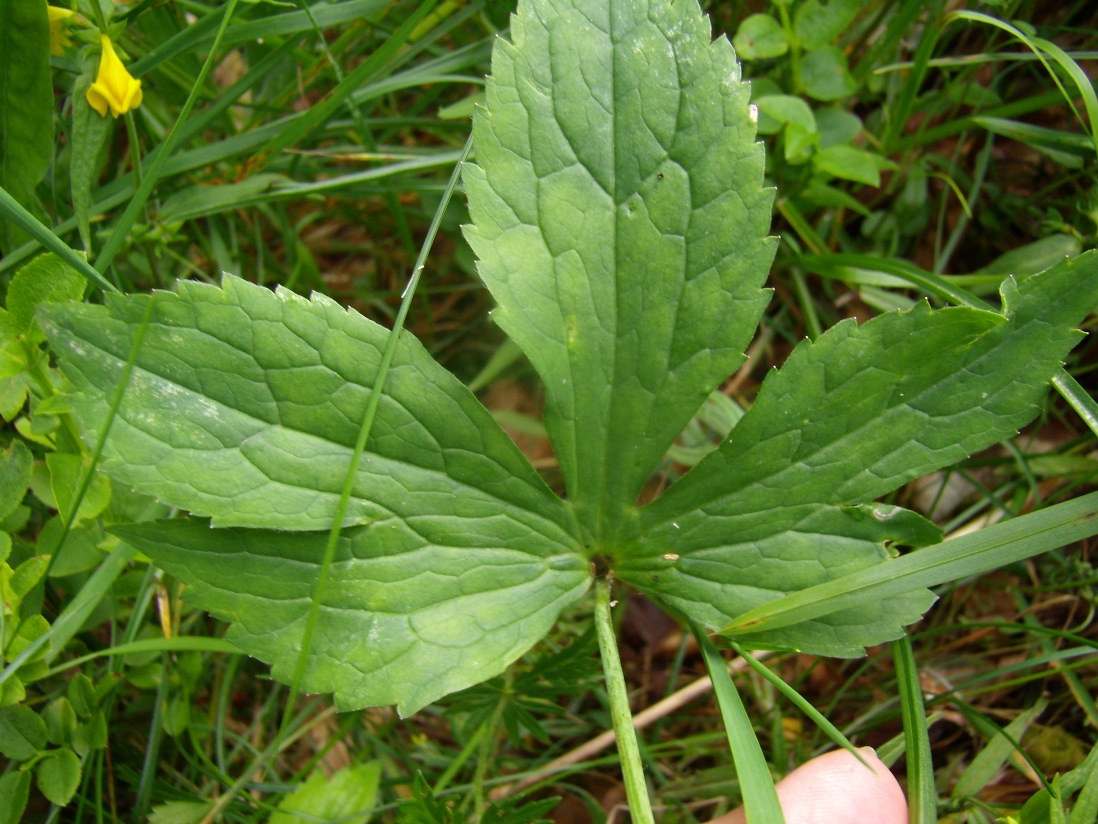 Image of Ranunculus platanifolius specimen.