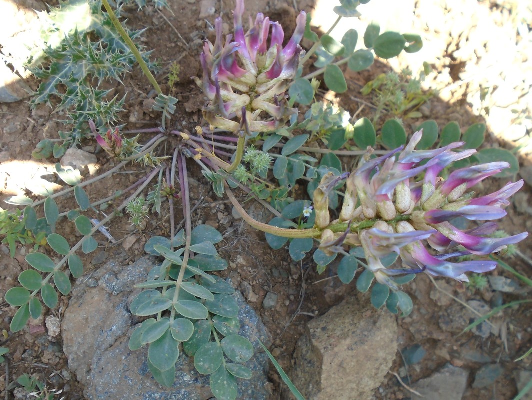 Image of Astragalus prilipkoanus specimen.